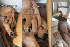Golden Retriever Falls off Chair While Asleep but Doesn’t Wake Up