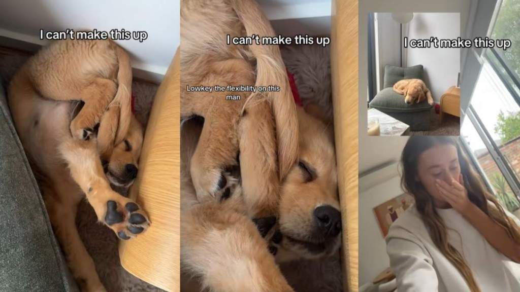 Golden Retriever Falls off Chair While Asleep but Doesn’t Wake Up