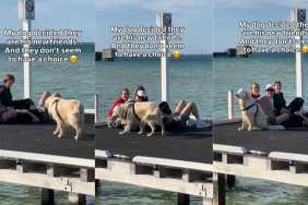 Golden Retriever Picks a Group of Strangers to Sit With During His Walk
