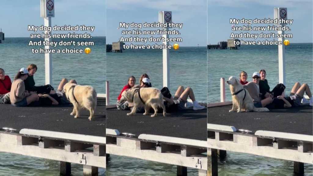 Golden Retriever Picks a Group of Strangers to Sit With During His Walk