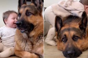 Big Dog Makes Sure Baby Is Protected in Adorable Video