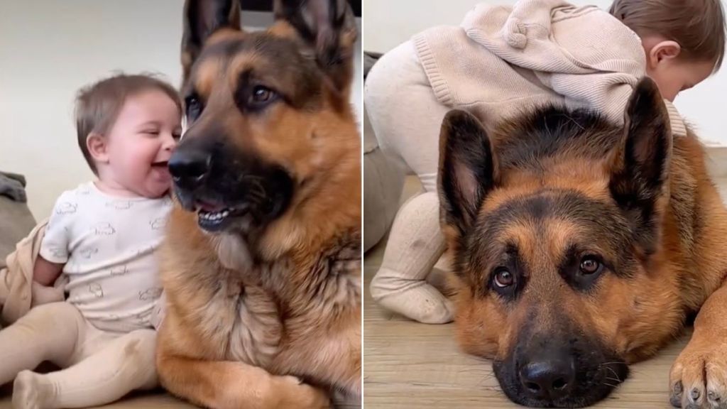 Big Dog Makes Sure Baby Is Protected in Adorable Video
