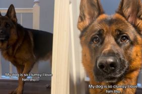 ‘Clumsy’ Dog Tries To Play Chase With Mom, Ends up Running Into the Door