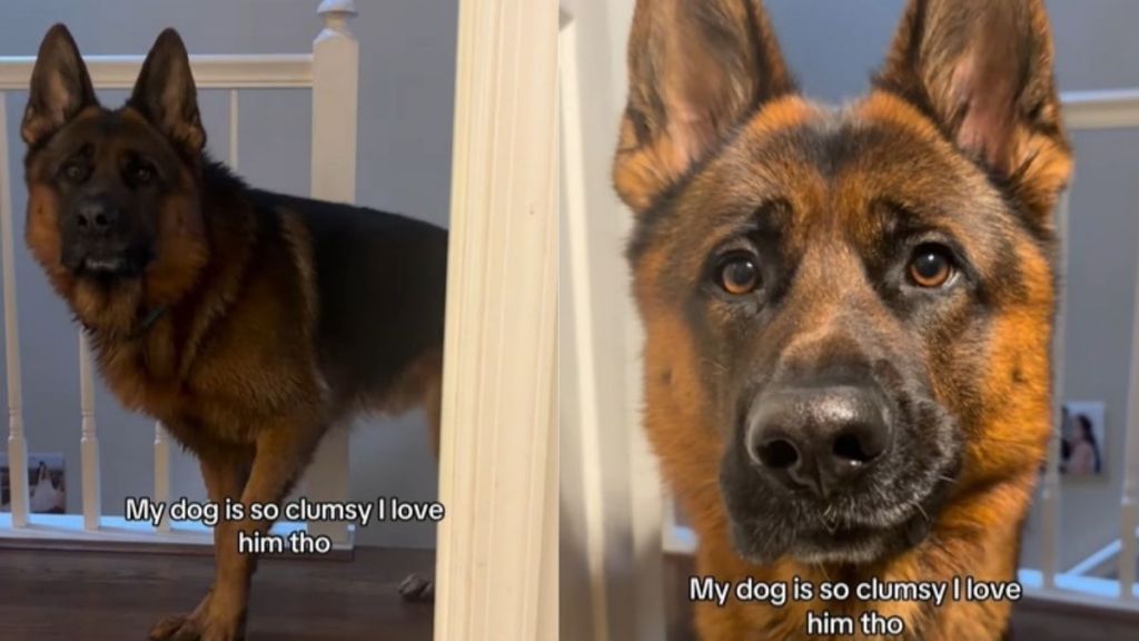 ‘Clumsy’ Dog Tries To Play Chase With Mom, Ends up Running Into the Door