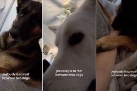 Two Dogs Prove Just How Real Jealousy Is When It’s Cuddle Time With Mom