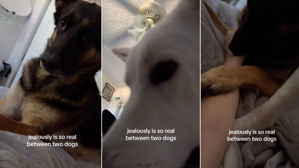 Two Dogs Prove Just How Real Jealousy Is When It’s Cuddle Time With Mom