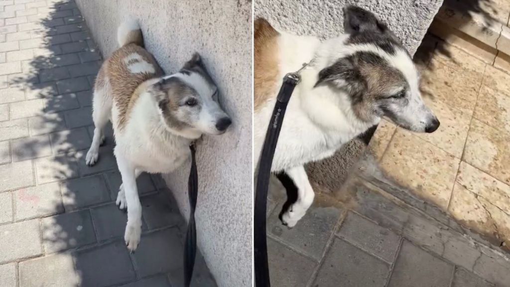 Video: Dog's Favorite Scratch Spot Is a Rough Wall Outside