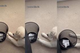 Golden Retriever Has Awkward 'Run in' With Owner's Office Trash Can
