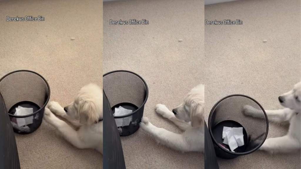 Golden Retriever Has Awkward 'Run in' With Owner's Office Trash Can
