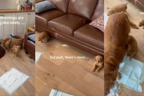 Golden Retriever Puppies Keep Popping up From Under a Couch