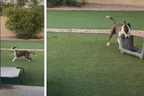 Video: Adopted Shelter Dog's Solo Playtime Melts Hearts