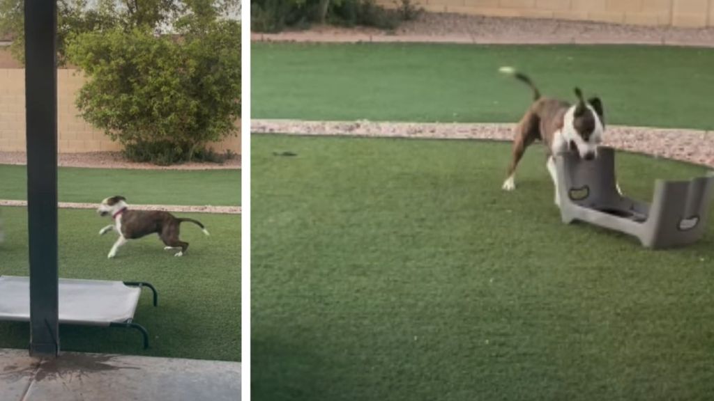 Video: Adopted Shelter Dog's Solo Playtime Melts Hearts