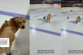Video: Golden Retriever’s Snow Boots Fly Seconds After He Enters the Ice Rink