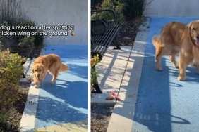 Golden Retriever Resists Temptation After Finding Chicken Wing on Ground