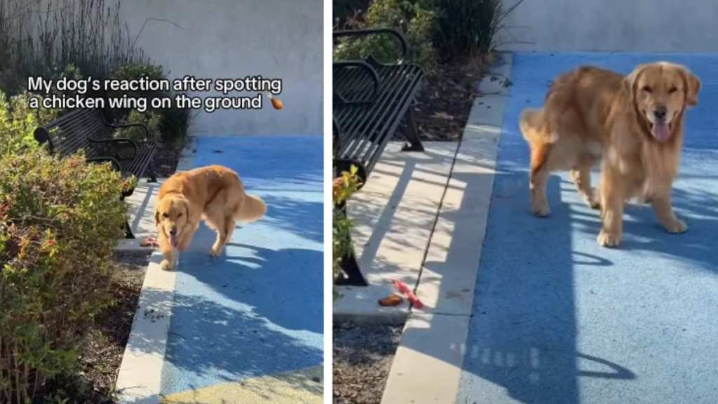 Golden Retriever Resists Temptation After Finding Chicken Wing on Ground