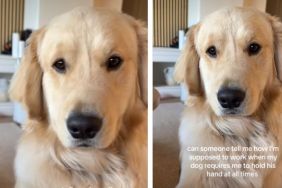 Video: Dog Wants Owner To Hold ‘Hand’ During Worktime
