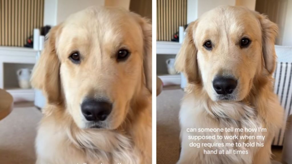 Video: Dog Wants Owner To Hold ‘Hand’ During Worktime