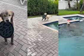 Leaving This Teenage Golden Retriever Alone for Minutes Didn't End Well