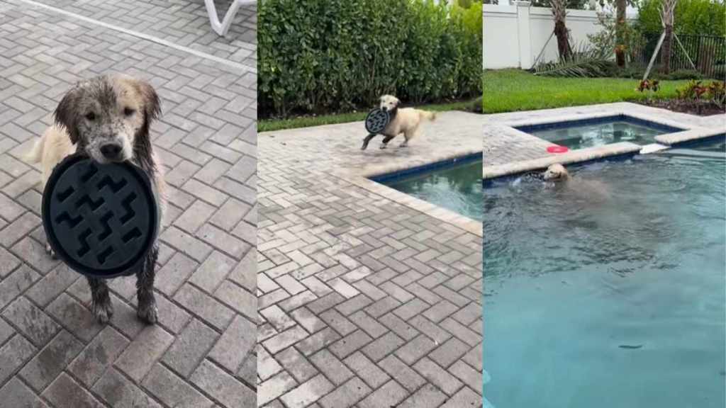 Leaving This Teenage Golden Retriever Alone for Minutes Didn't End Well