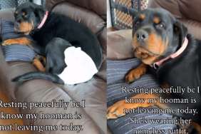 Dog Is Totally at Peace & Convinced Mom Won’t Leave Because of This