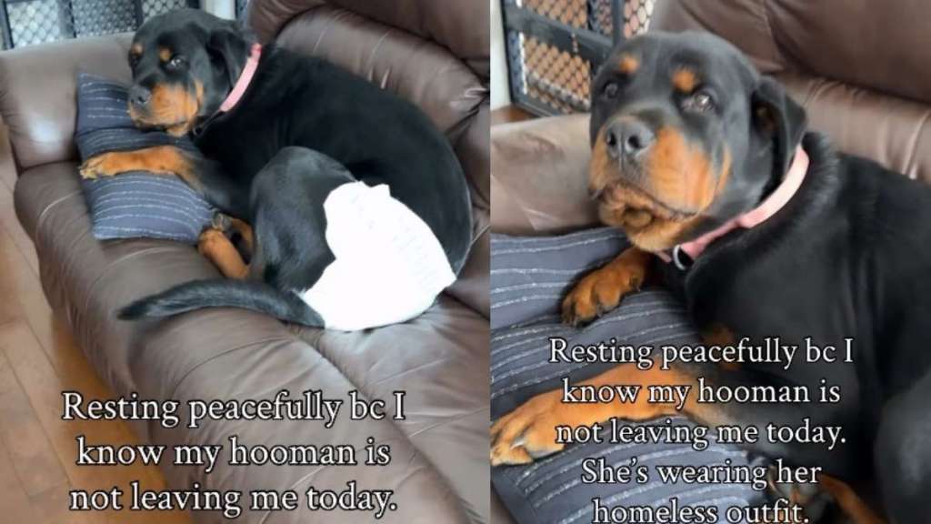 Dog Is Totally at Peace & Convinced Mom Won’t Leave Because of This