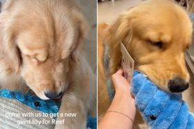 Video: Golden Retriever Goes Shopping for New Toy
