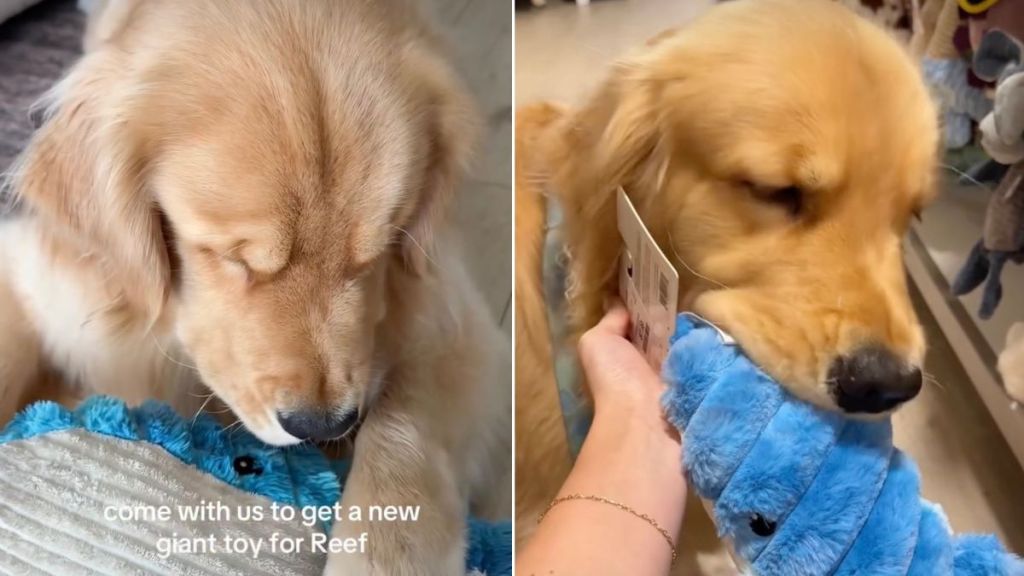 Video: Golden Retriever Goes Shopping for New Toy