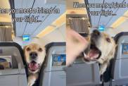 Golden Retriever Squeezes Between 2 Flight Seats To Check on Travel Buddy
