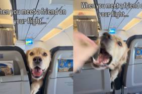 Golden Retriever Squeezes Between 2 Flight Seats To Check on Travel Buddy