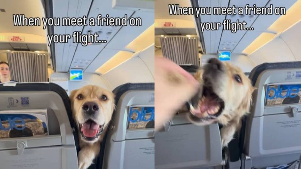 Golden Retriever Squeezes Between 2 Flight Seats To Check on Travel Buddy