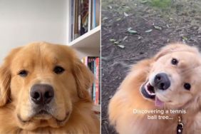 Video: Owner Rates Things Golden Retriever Found on Walks