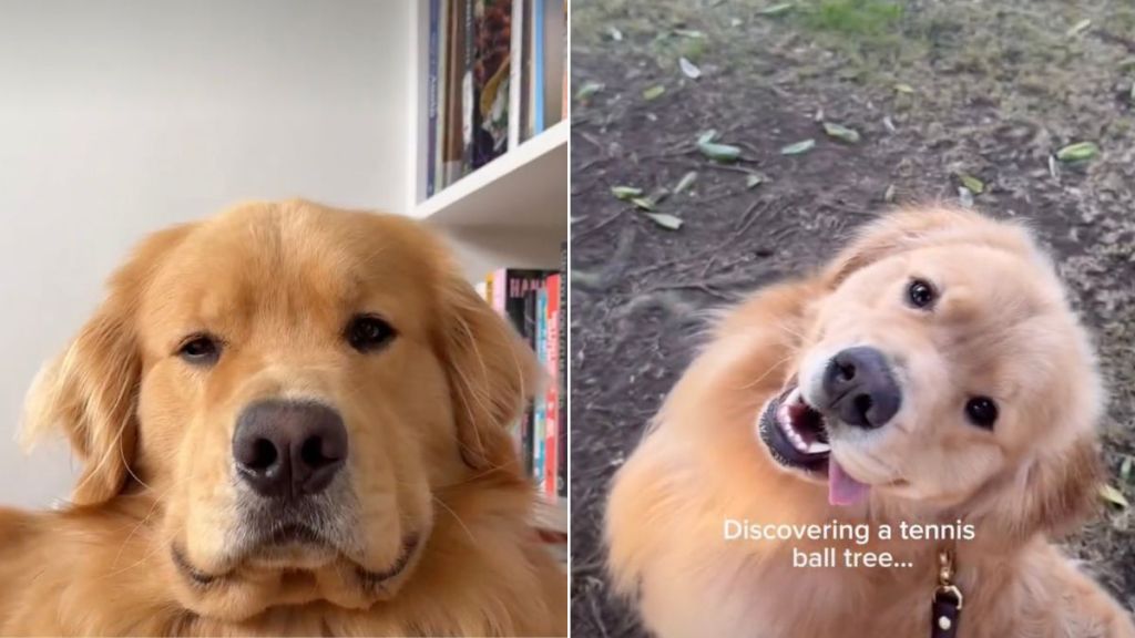Video: Owner Rates Things Golden Retriever Found on Walks