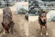 Dog Reacts When Owner Praises His Work at the Beach