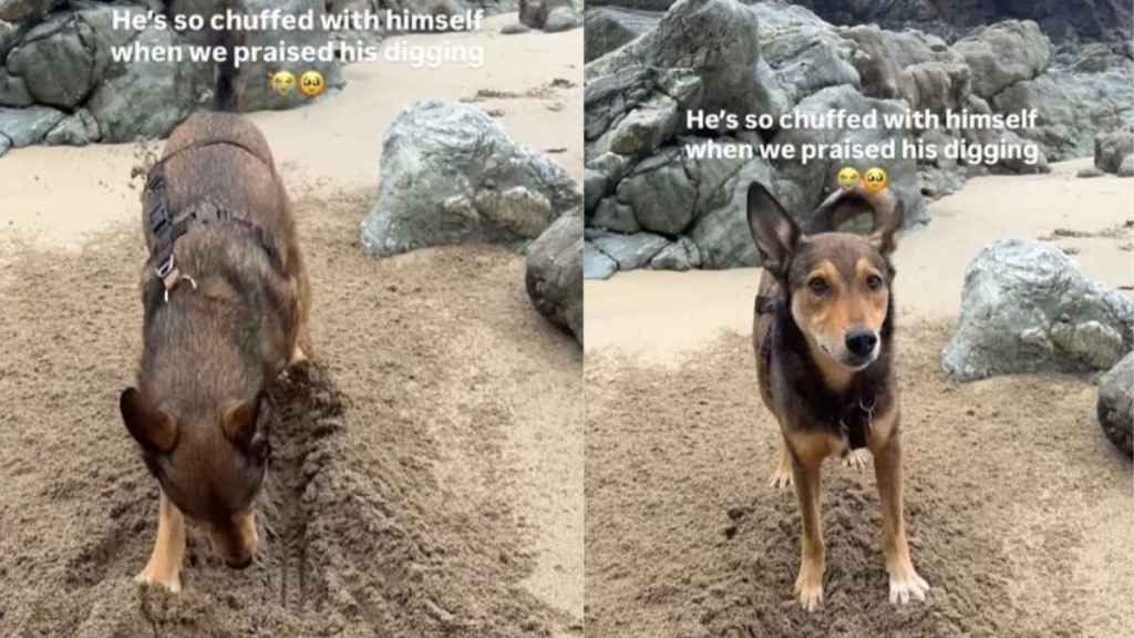 Dog Reacts When Owner Praises His Work at the Beach