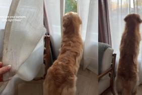 Video: Dog Gently Moves Curtains To Look Through Window