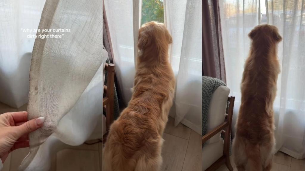 Video: Dog Gently Moves Curtains To Look Through Window
