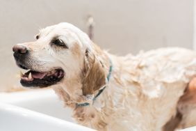 Golden Retriever Dumps Random Things in the Tub To Disrupt Mom’s Baths