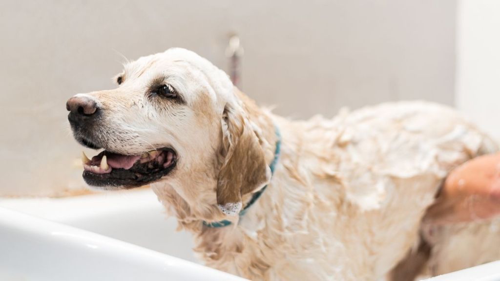 Golden Retriever Dumps Random Things in the Tub To Disrupt Mom’s Baths