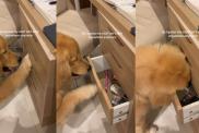 Video: Golden Retriever Puppy Learns How To Open Drawers