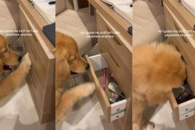 Video: Golden Retriever Puppy Learns How To Open Drawers