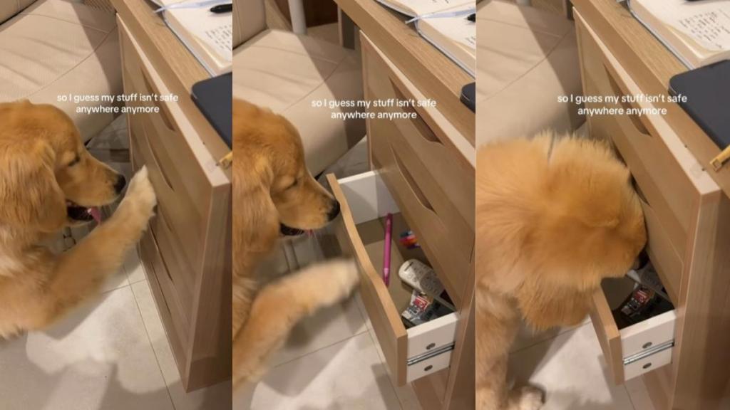 Video: Golden Retriever Puppy Learns How To Open Drawers