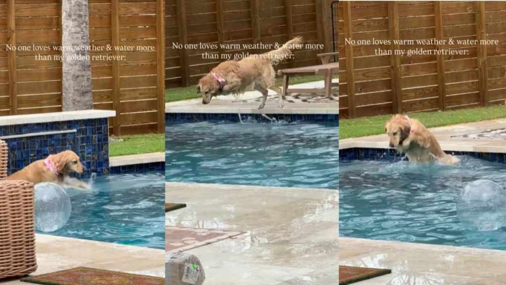 Video: Owner Shows Dog’s Love for ‘Warm Weather & Water'