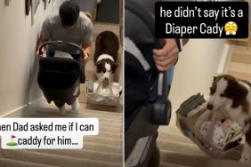 Dog Helps Owner Carry Baby's Stuff Up the Stairs