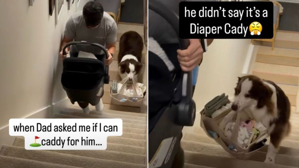 Dog Helps Owner Carry Baby's Stuff Up the Stairs