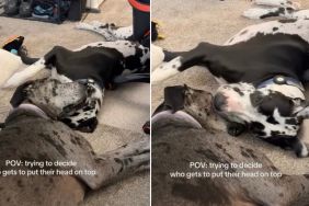 Video: Two Dogs Can’t Decide Whose Head Goes Where