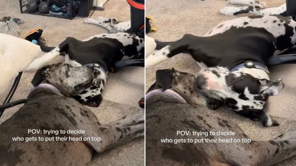 Video: Two Dogs Can’t Decide Whose Head Goes Where