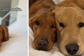 Dog Owner’s Plan To Get a Second Golden Retriever Backfires Adorably