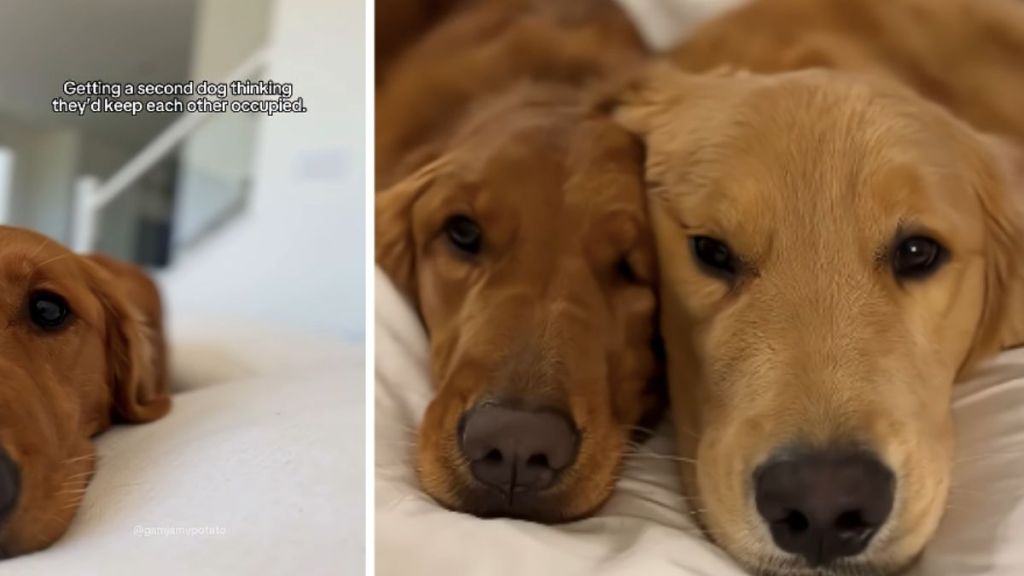 Dog Owner’s Plan To Get a Second Golden Retriever Backfires Adorably
