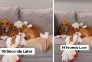 Video: Owner Shows What Dog Does to New Toy in Seconds
