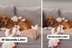Video: Owner Shows What Dog Does to New Toy in Seconds
